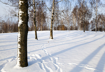 Image showing birch grove in winter  