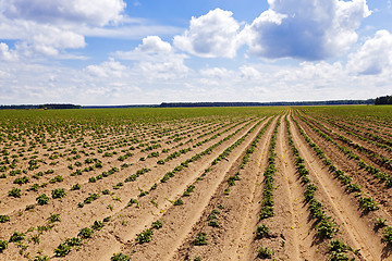 Image showing agriculture