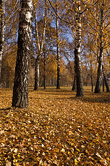 Image showing the autumn wood  