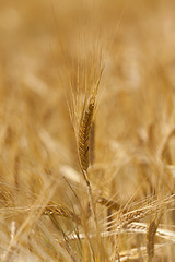 Image showing ripened cereals  