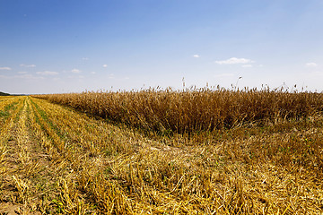 Image showing harvesting  