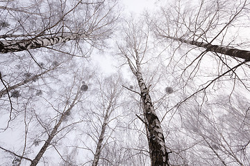 Image showing winter trees 