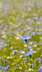 Image showing cornflowers  