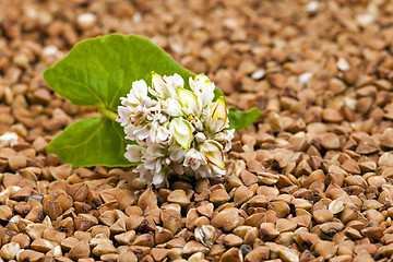 Image showing buckwheat flower  