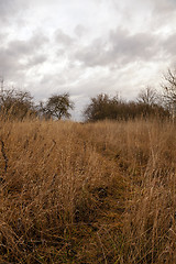 Image showing dried grass 