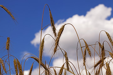 Image showing wheat ears  