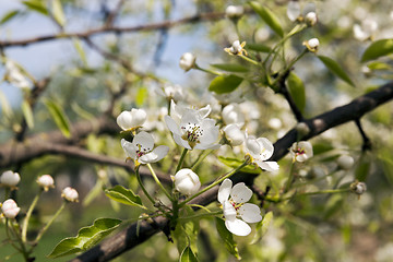 Image showing the blossoming fruit-trees  