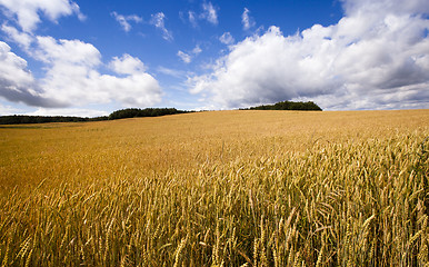 Image showing wheat field  