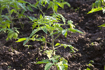 Image showing Tomato seedlings 