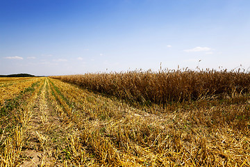 Image showing harvesting  