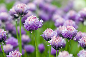 Image showing garlic flower 