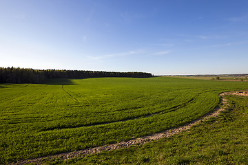 Image showing unripe cereals  