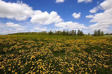 Image showing dandelions  