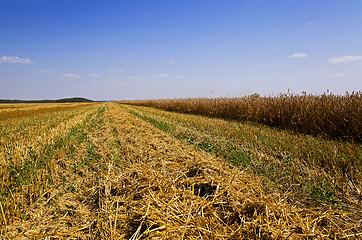 Image showing harvesting  