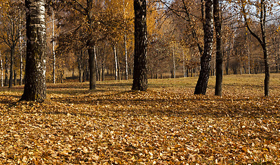 Image showing trees in the fall  