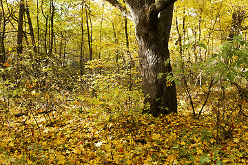 Image showing the autumn wood  