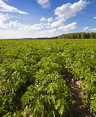 Image showing potato field  