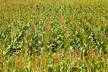 Image showing corn field  