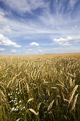 Image showing unripe cereals 