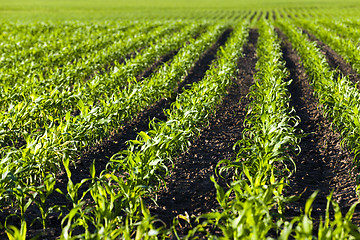 Image showing young corn  