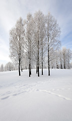 Image showing winter trees  