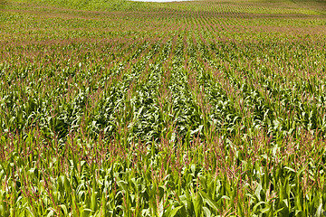 Image showing corn field  