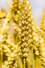 Image showing ripened cereals  