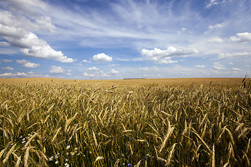 Image showing unripe cereals  