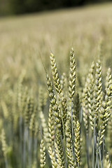 Image showing green rye  