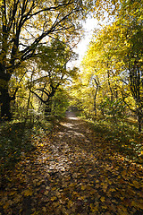 Image showing trees in the fall 