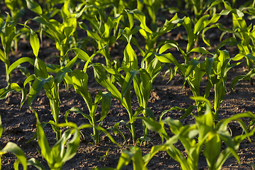 Image showing green corn  