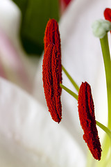 Image showing lily flower 