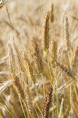 Image showing ripened cereals  