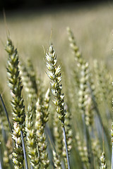 Image showing green rye  