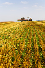 Image showing harvesting  