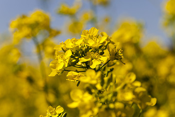 Image showing blossoming colza 