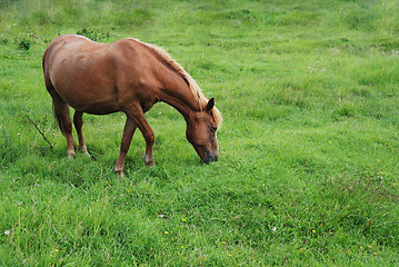 Image showing horse eating grass on a green meadow