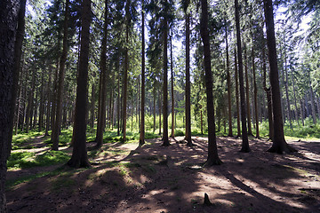 Image showing Dry forest in summer