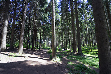 Image showing Dry forest in summer