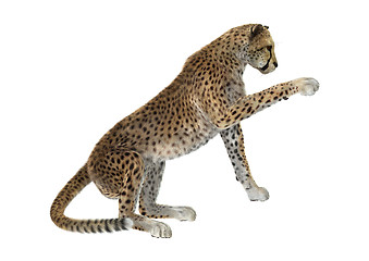 Image showing Cheetah