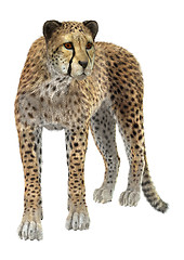 Image showing Cheetah