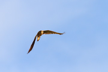 Image showing common kestrel flying towards camera