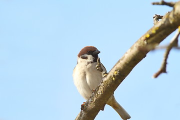 Image showing male sparrow close up