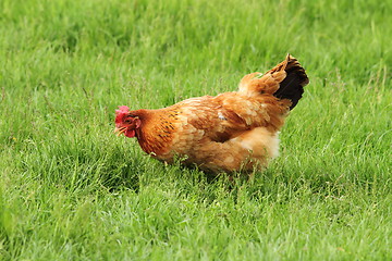 Image showing hen grazing on meadow