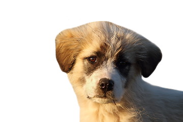 Image showing isolated portrait of romanian shepherd puppy 