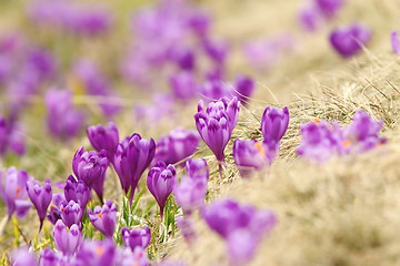 Image showing spring crocuses on mountain meadow