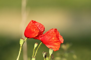 Image showing wild poppies blown by the wind