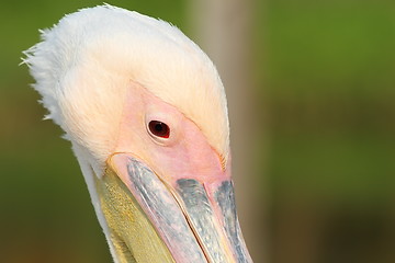 Image showing close up on great pelican head