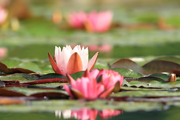 Image showing pink water lily flower