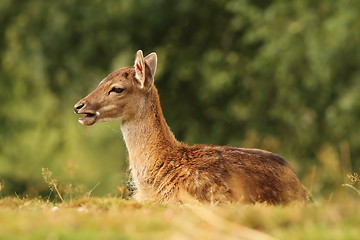 Image showing young fallow deer standing in the grass